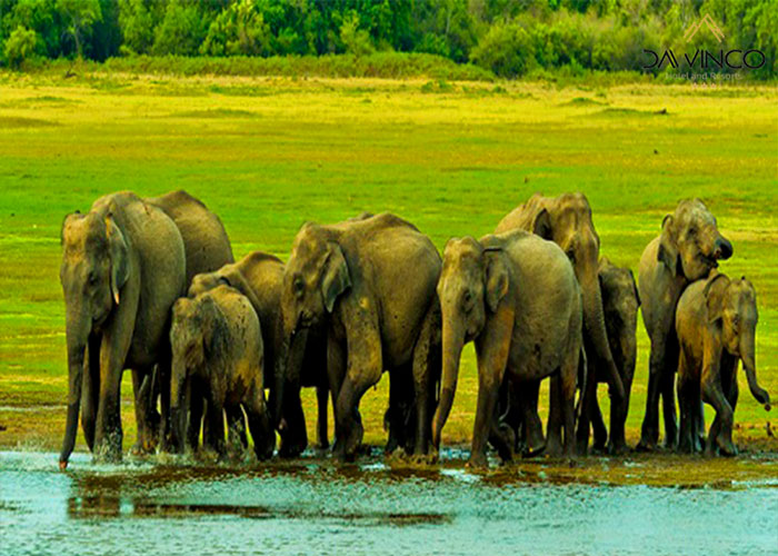 پرورشگاه فیل  Anaradhapura