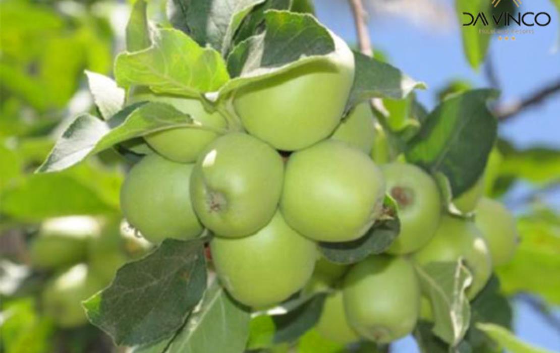 انواع سیب درختی در کردستان
